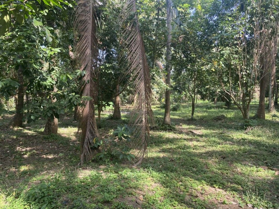 Vacant tropical land plot with mature trees (Category: Lot) located in Manila. Submitted by ms.girllierivo (Listing ID 1469605513, Image 1). Description: 3000 sqm 2200/sqm negotiable along brgy main road 68 lansones 74 niyog 15 rambutan 3 avocado nakabakod burb wire may linya ng tubig kuryente updated tax clean title madali kausap ang may ari san pablo city.