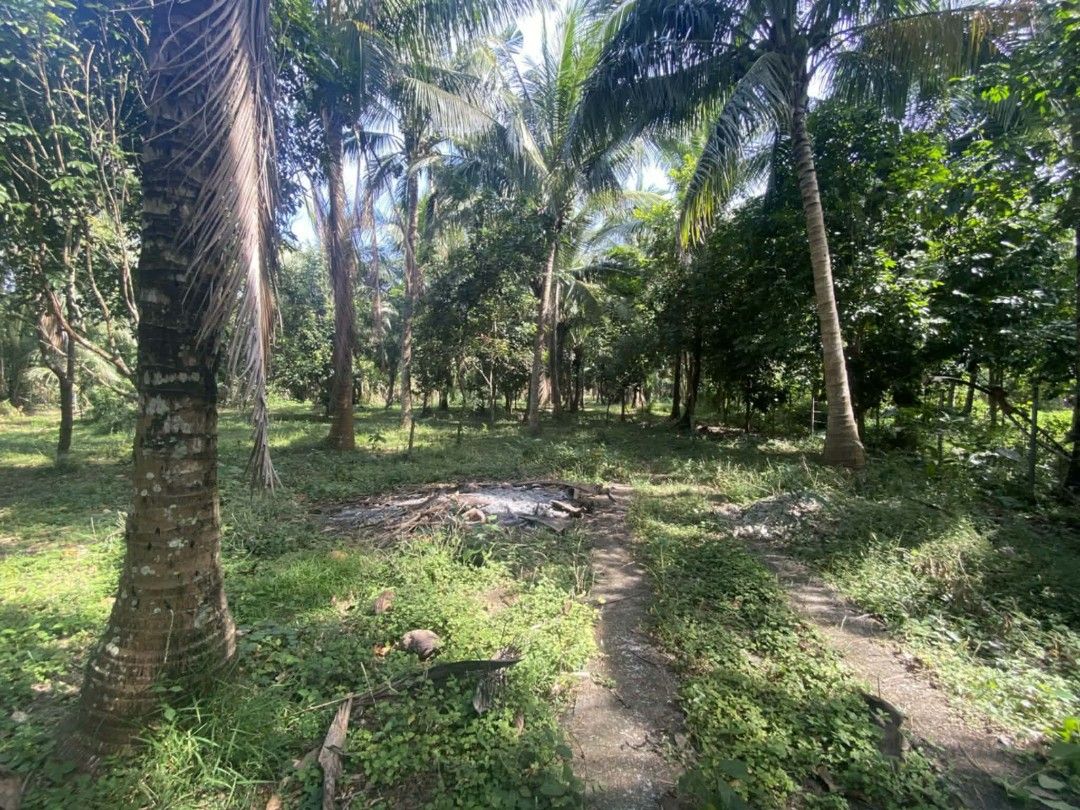 Vacant tropical land plot with mature trees (Category: Lot) located in Manila. Submitted by ms.girllierivo (Listing ID 1469605513, Image 2). Description: 3000 sqm 2200/sqm negotiable along brgy main road 68 lansones 74 niyog 15 rambutan 3 avocado nakabakod burb wire may linya ng tubig kuryente updated tax clean title madali kausap ang may ari san pablo city.