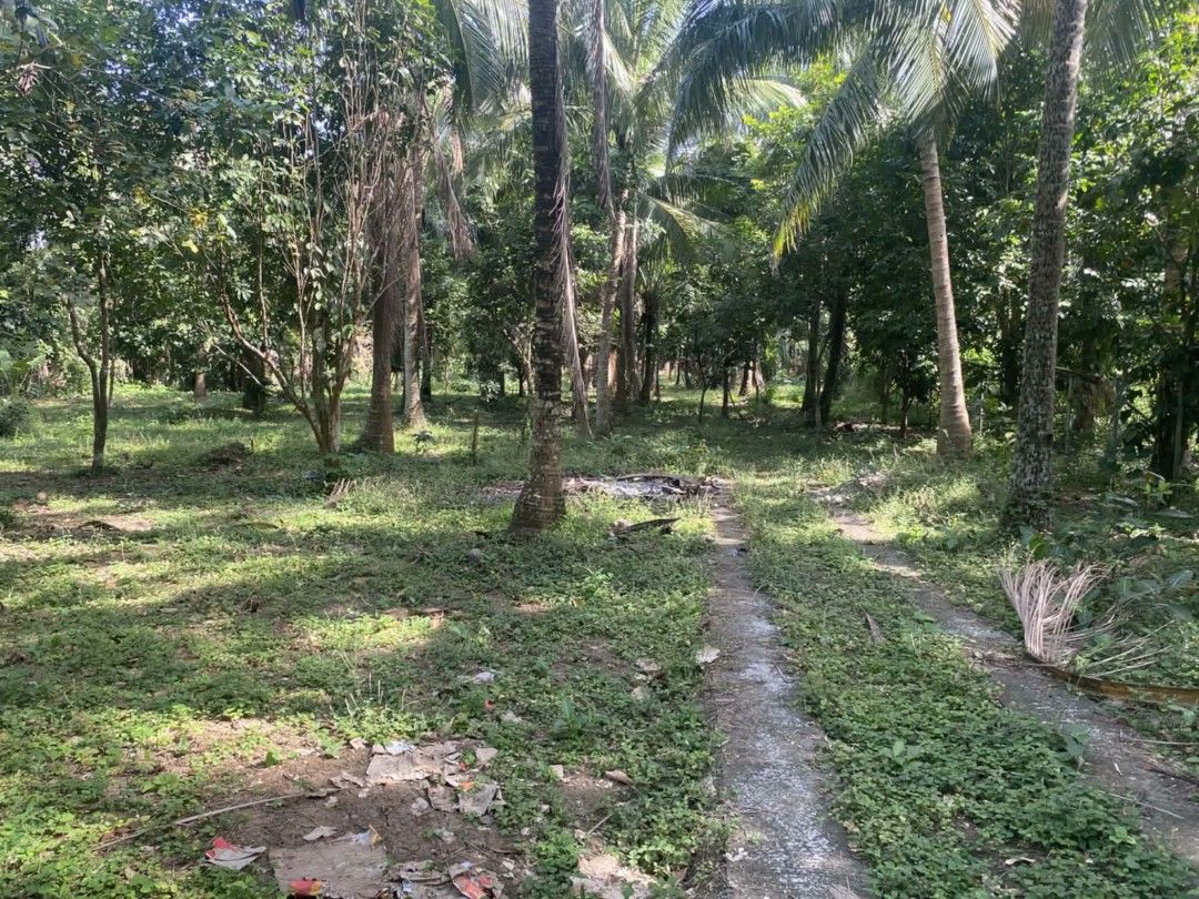 Vacant tropical land plot with mature trees (Category: Lot) located in Manila. Submitted by ms.girllierivo (Listing ID 1469605513, Image 3). Description: 3000 sqm 2200/sqm negotiable along brgy main road 68 lansones 74 niyog 15 rambutan 3 avocado nakabakod burb wire may linya ng tubig kuryente updated tax clean title madali kausap ang may ari san pablo city.
