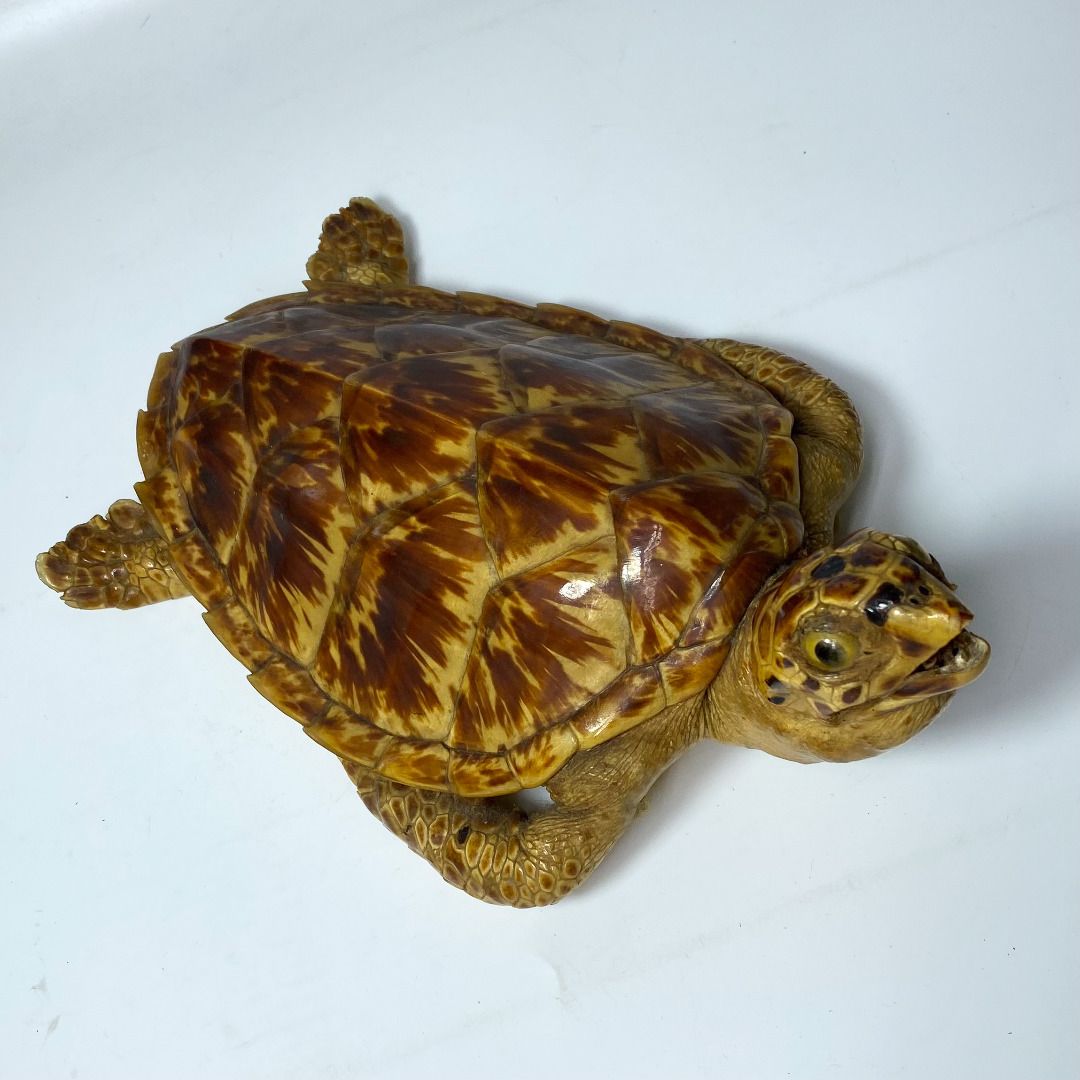 101426-052 Antique Wall Hang Turtle Display (Category: Vintage Collectibles) located in Quezon City. Submitted by madiscollectibles (Listing ID 1469790703, Image 2). Description: .
