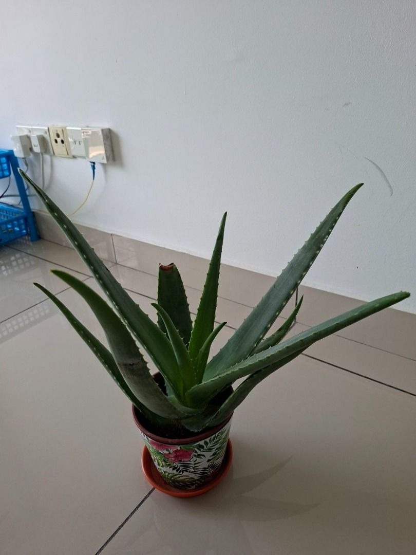 Aloe Vera Plant FOR FREE, Furniture & Home Living, Gardening, Plants ...