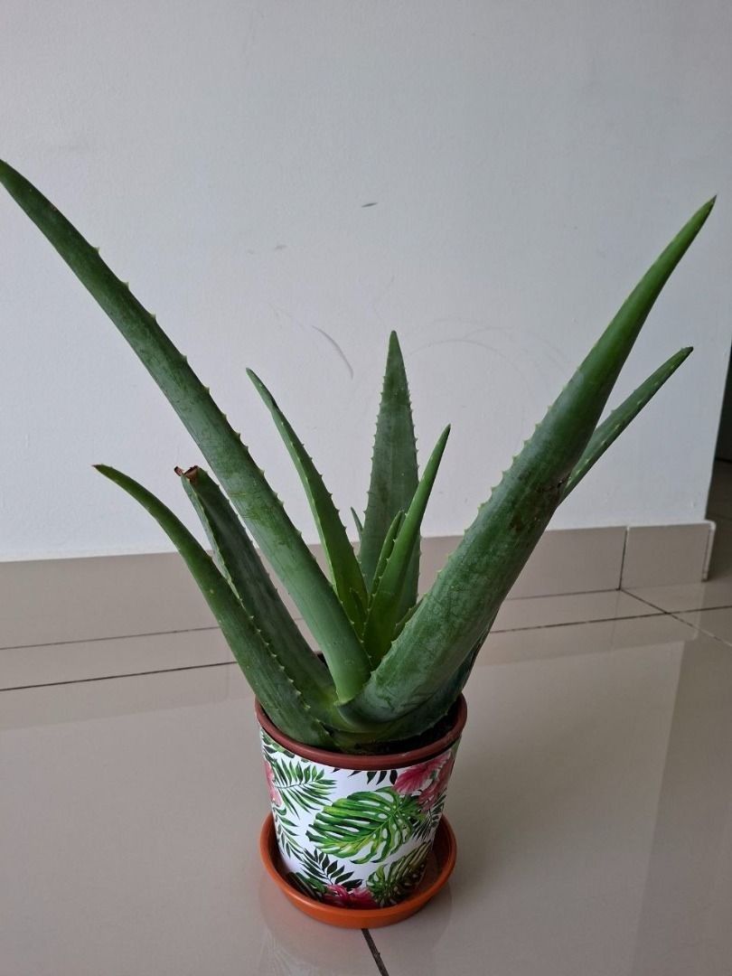 Aloe Vera Plant FOR FREE, Furniture & Home Living, Gardening, Plants ...