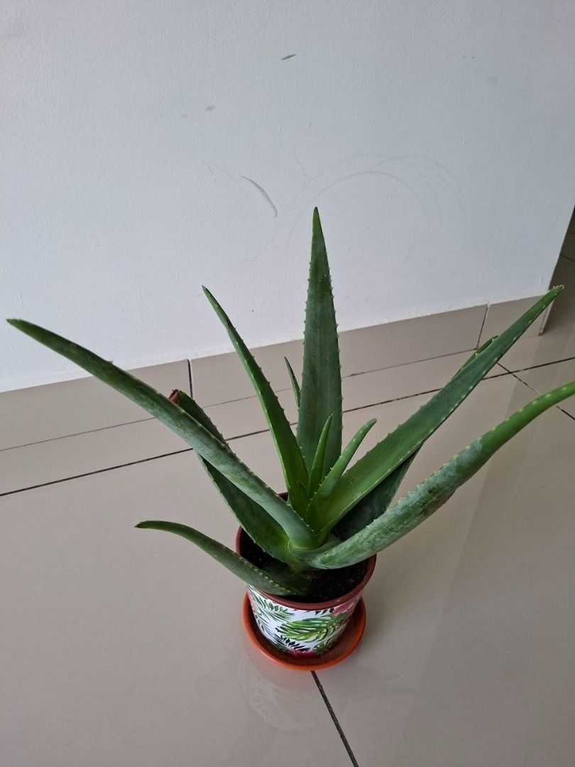 Aloe Vera Plant FOR FREE, Furniture & Home Living, Gardening, Plants ...