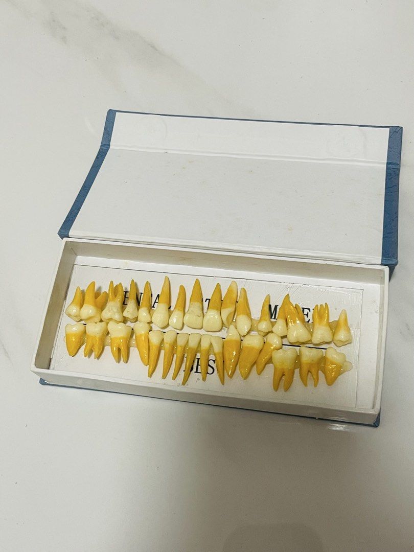 Tooth Model (Category: Looking For) located in Manila. Submitted by sunzycy (Listing ID 1469924627, Image 1). Description: With free boyer gauge and ivory wax .