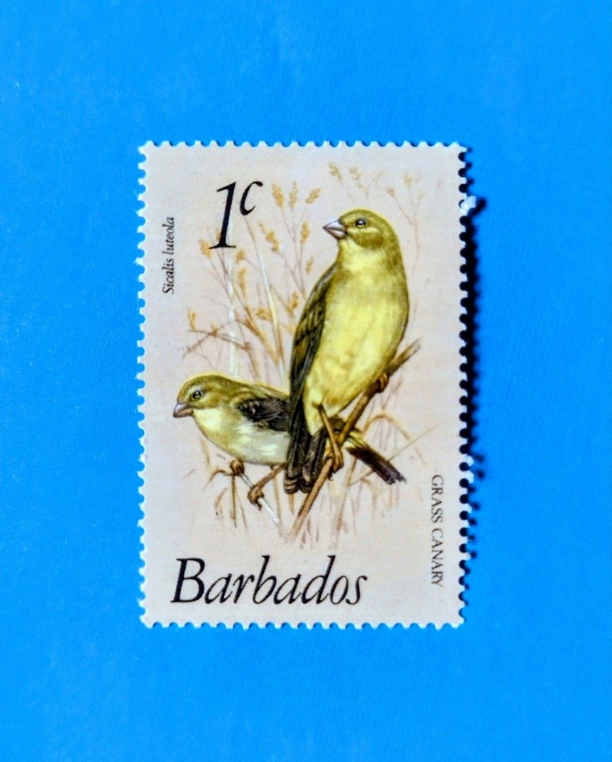 Barbados 1979 : Grass Canary , 1 v. , used (Category: Stamps & Prints) located in Quezon City. Submitted by yesteryearscorner (Listing ID 1469765187, Image 1). Description: ( Stamp Details ) • Country: Barbados • Issue Date: August 7, 1979 • Denomination: 1¢ (one Barbadian cent) • Featured Topic: Grass Canary (scientifically classified as Sicalis luteola, also commonly known as the Grassland Yellow Finch)..