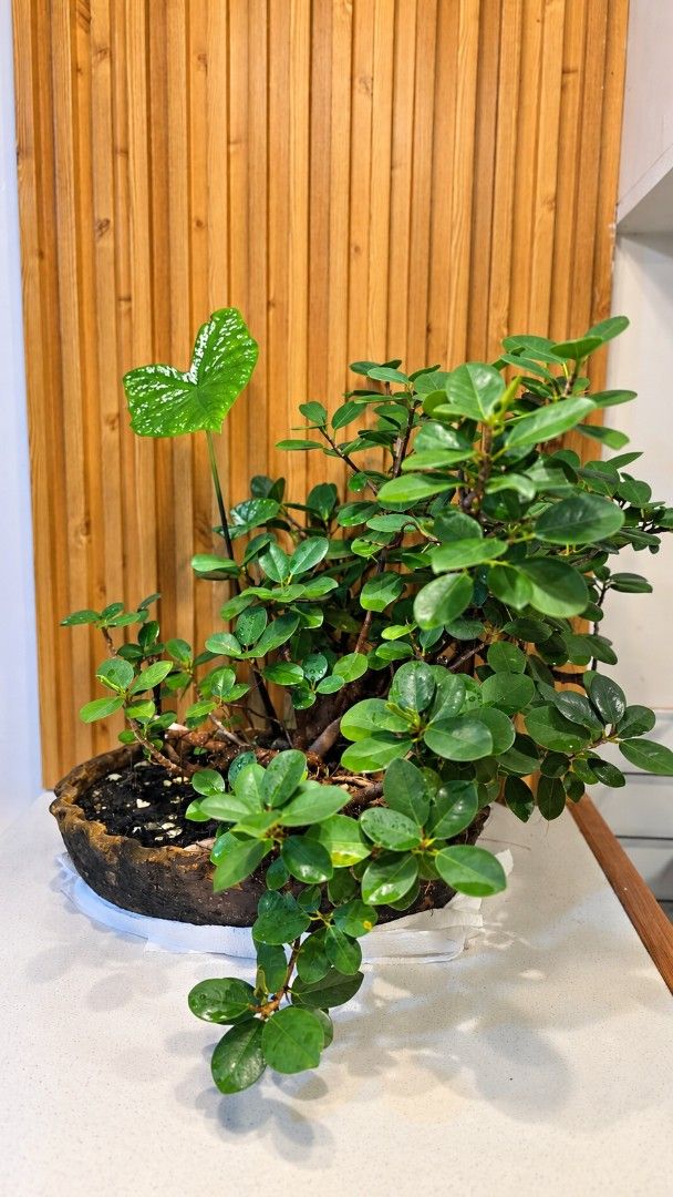 Bonsai Tree in Ceramic Pot (Category: Plants & Seeds) located in Iloilo. Submitted by stellas21 (Listing ID 1469931226, Image 1). Description: - Plant Type: Healthy green bonsai tree with lush foliage and small oval leaves - Unique Feature: One distinct large heart-shaped leaf on the left stem and visible roots above the pot - Pot: Rustic dark brown ceramic pot with a soil surface covered in small dark rocks - Ideal For: Indoor spaces, office des