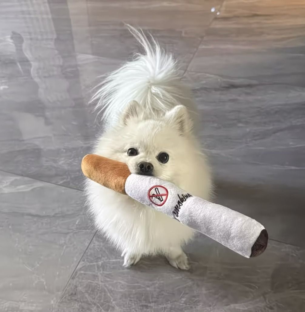 funny plushie no smoking cigarette (Category: Homes & Other Pet Accessories) located in Angeles City. Submitted by dear_noona (Listing ID 1469818070, Image 1). Description: .
