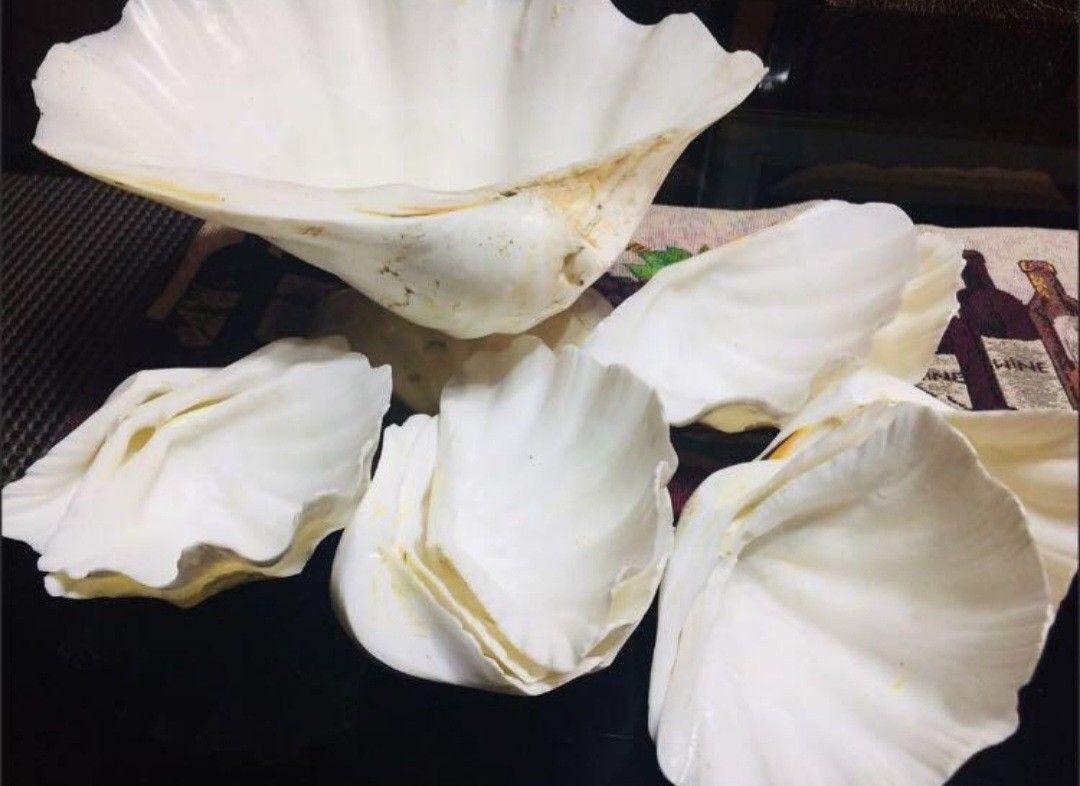 Large Clam Shell Bowl and Smaller Seashells salad set (Category: Vases & Decorative Bowls) located in Cainta. Submitted by veronica2277 (Listing ID 1469801718, Image 2). Description: - Set includes 1 large carved giant clam shell bowl and 12 smaller matching fluted shells - Features a stable base, clean polished interior, and beautiful ridged rims - Heavy, premium natural sea life server set - Ideal for coastal themes, beach houses, or living roo