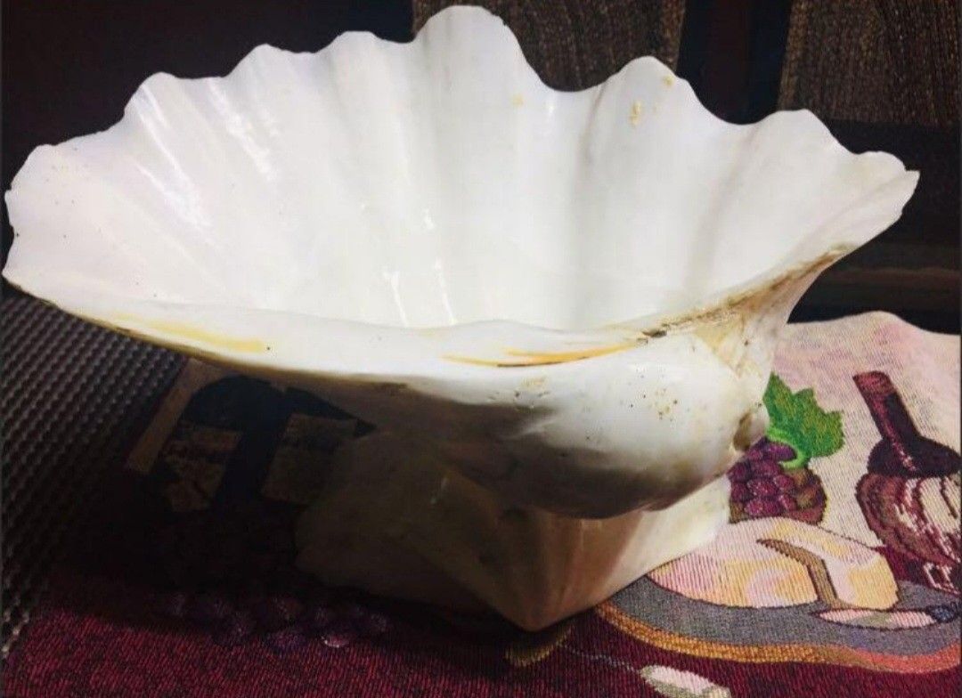 Large Clam Shell Bowl and Smaller Seashells salad set (Category: Vases & Decorative Bowls) located in Cainta. Submitted by veronica2277 (Listing ID 1469801718, Image 3). Description: - Set includes 1 large carved giant clam shell bowl and 12 smaller matching fluted shells - Features a stable base, clean polished interior, and beautiful ridged rims - Heavy, premium natural sea life server set - Ideal for coastal themes, beach houses, or living roo