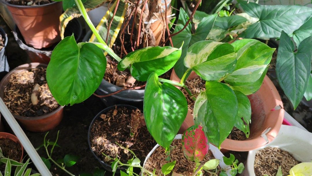 Manjula photos (Category: Plants & Seeds) located in Quezon City. Submitted by plantcorner (Listing ID 1469812169, Image 2). Description: .