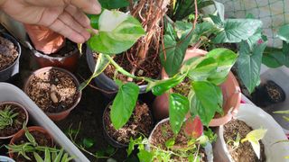 (Category: ) located in . Submitted by plantcorner (Listing ID 1469812169, Image 1). Description: .