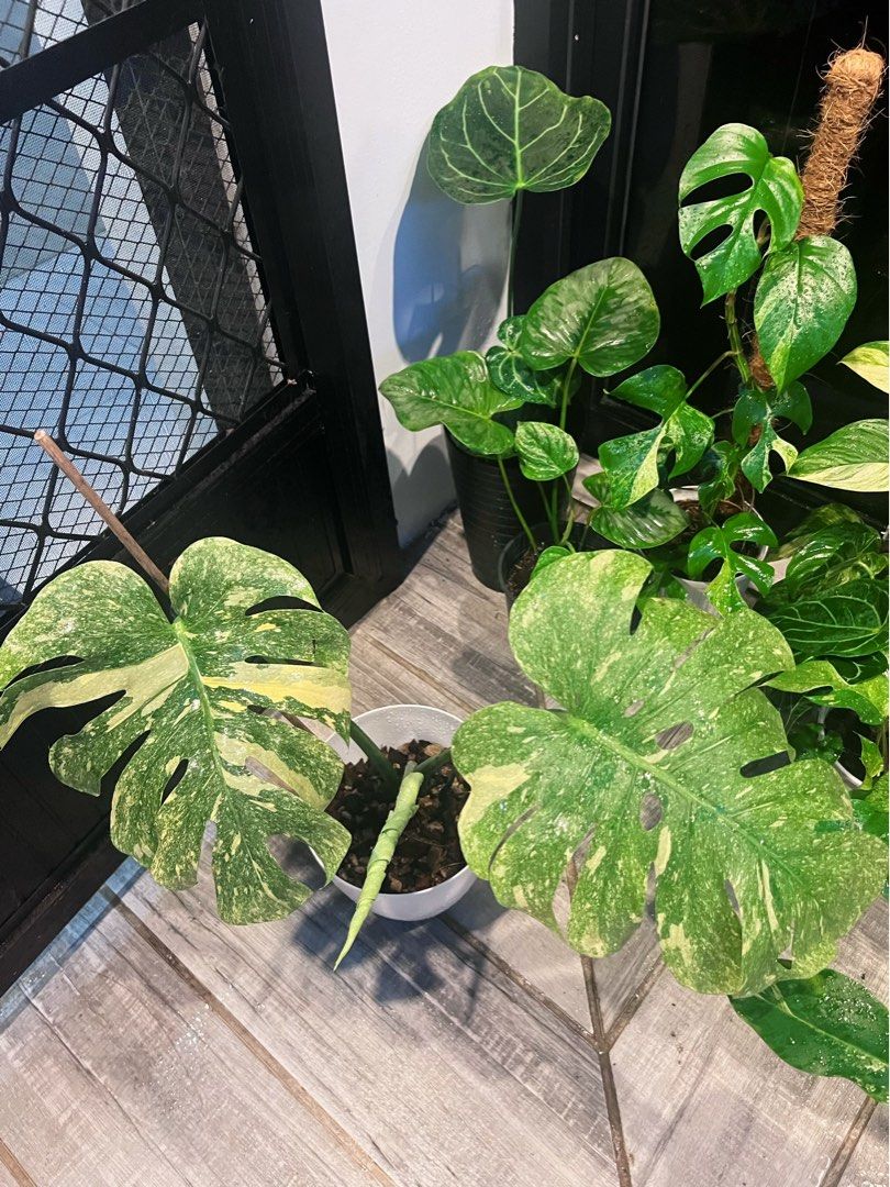 Monstera Double Platinum (Category: Plants & Seeds) located in Antipolo. Submitted by goodvinesonly888 (Listing ID 1469918264, Image 1). Description: .