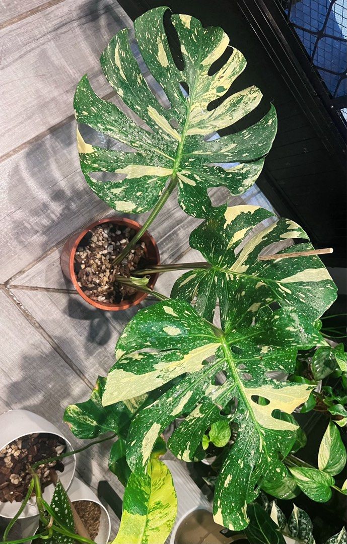 Monstera NOID (Category: Plants & Seeds) located in Antipolo. Submitted by goodvinesonly888 (Listing ID 1469918459, Image 3). Description: .