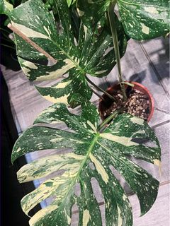 (Category: ) located in . Submitted by goodvinesonly888 (Listing ID 1469918459, Image 1). Description: .