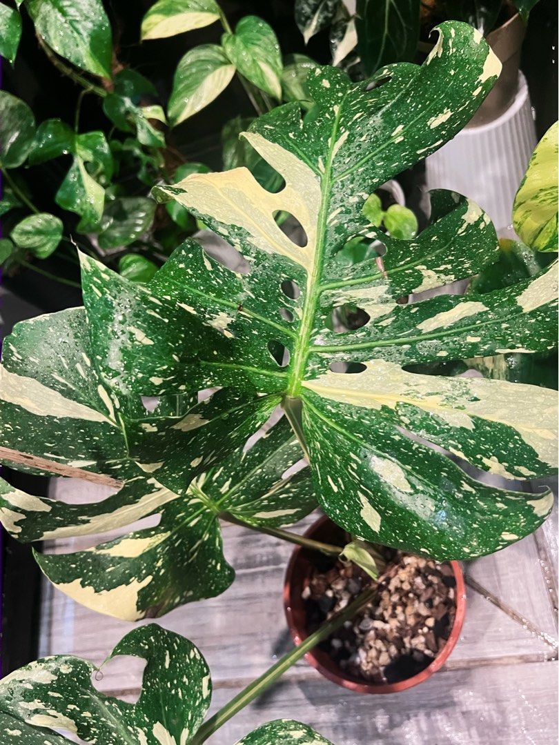 Monstera NOID (Category: Plants & Seeds) located in Antipolo. Submitted by goodvinesonly888 (Listing ID 1469918459, Image 2). Description: .