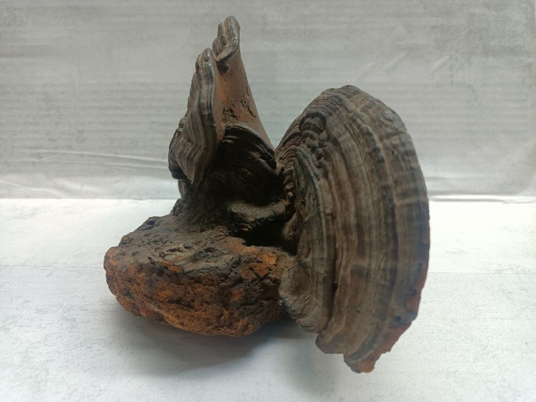 Natural Hard Dried Multi-Tiered Ganoderma applanatum Display Piece from Japan (Category: Vintage Collectibles) located in Davao. Submitted by zeek_key_collectibles (Listing ID 1469836070, Image 2). Description: .