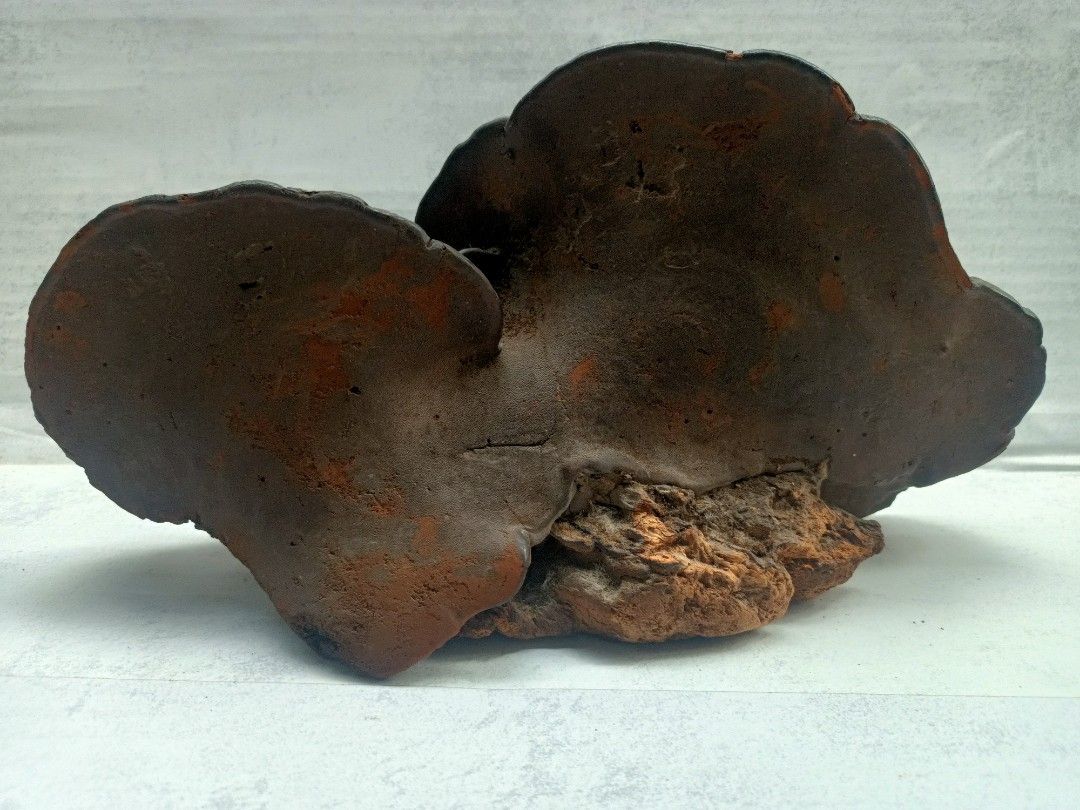 Natural Hard Dried Multi-Tiered Ganoderma applanatum Display Piece from Japan (Category: Vintage Collectibles) located in Davao. Submitted by zeek_key_collectibles (Listing ID 1469836070, Image 3). Description: .