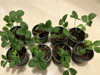 （分類：）位於 。 由 cloudy.202209 提交（商品編號 1469909824，圖片 1）。簡介： 。