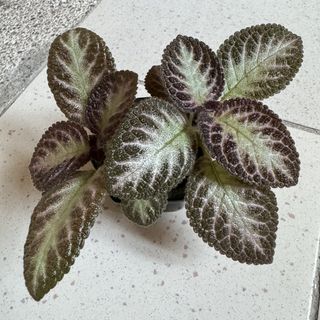 （分類：）位於 。 由 yeunghoitung 提交（商品編號 1469976811，圖片 1）。簡介： 。