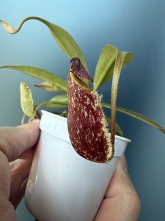 （分類：）位於 。 由 harrych5678 提交（商品編號 1469999550，圖片 1）。簡介： 。