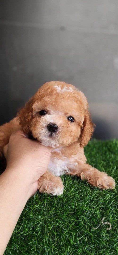 Adorable Fluffy Toy Poodle Puppy (Category: Plushies & Soft Toys) located in Manila. Submitted by mihos.garage.sale (Listing ID 1469957656, Image 1). Description: - Breed: Toy Poodle Puppy - Color: Beautiful apricot and brown - Coat & Features: Curly coat, bright dark eyes, button nose - Temperament: Very playful, energetic, friendly, and well socialized - Health: Healthy, active, and ready for a loving new home POODLE INFO. Toy poodle rates : 30