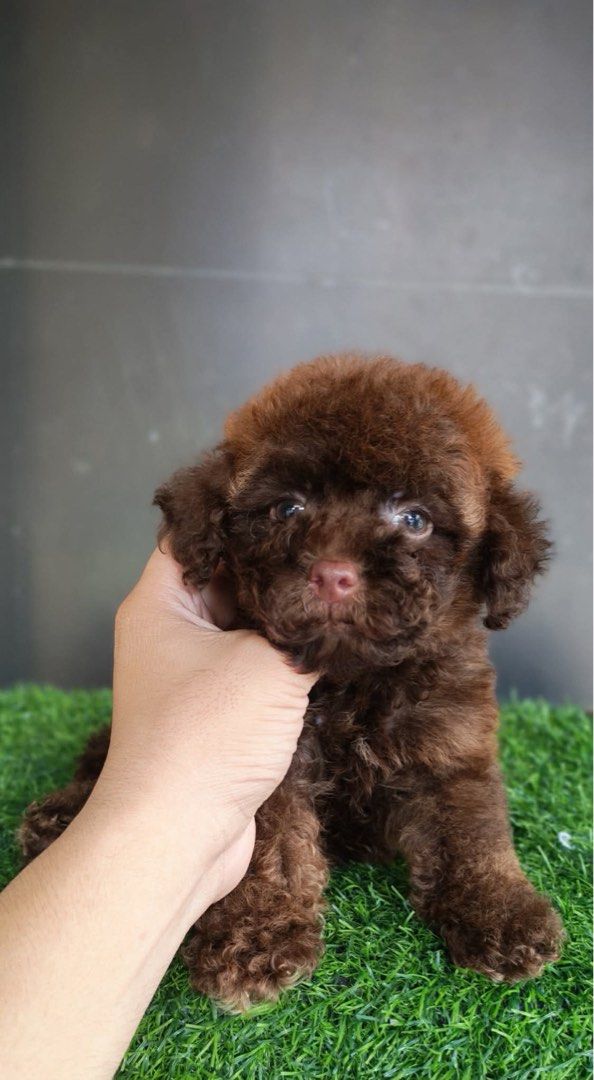 Adorable Fluffy Toy Poodle Puppy (Category: Plushies & Soft Toys) located in Manila. Submitted by mihos.garage.sale (Listing ID 1469957656, Image 3). Description: - Breed: Toy Poodle Puppy - Color: Beautiful apricot and brown - Coat & Features: Curly coat, bright dark eyes, button nose - Temperament: Very playful, energetic, friendly, and well socialized - Health: Healthy, active, and ready for a loving new home POODLE INFO. Toy poodle rates : 30