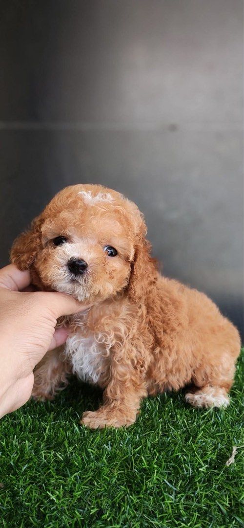 Adorable Fluffy Toy Poodle Puppy (Category: Plushies & Soft Toys) located in Manila. Submitted by mihos.garage.sale (Listing ID 1469957656, Image 2). Description: - Breed: Toy Poodle Puppy - Color: Beautiful apricot and brown - Coat & Features: Curly coat, bright dark eyes, button nose - Temperament: Very playful, energetic, friendly, and well socialized - Health: Healthy, active, and ready for a loving new home POODLE INFO. Toy poodle rates : 30