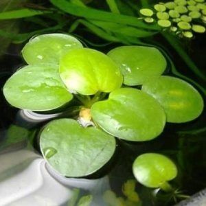 Amazon Frogbits (Category: Homes & Other Pet Accessories) located in Singapore. Submitted by yuanyanggao (Listing ID 1469962019, Image 2). Description: - 5 for $1 - 15 for $2 - 50 for $5 - Fresh and healthy Amazon Frogbits floating plants - Ideal for aquariums, shrimp tanks, and ponds - Helps reduce algae by absorbing excess nutrients - Provides excellent hiding spots and shade for livestock - Low maintenance and fast-growing.