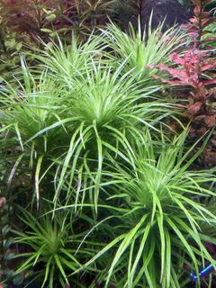 Aquatic Plants: Rare Syngonanthus Manaus ($10 per stem), Furniture ...