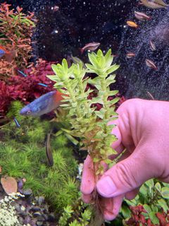 (Category: ) located in . Submitted by aquaticplantssengkang (Listing ID 1470001982, Image 1). Description: .