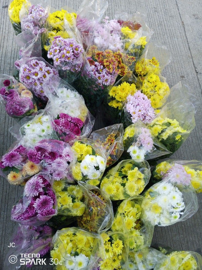 Assorted Fresh Chrysanthemum Flower Bouquets in Plastic Wrap (Category: Flowers & Bouquets) located in Manila. Submitted by delossanto74421 (Listing ID 1470072062, Image 1). Description: - Freshly picked flower bouquets wrapped and ready for display - Available in vibrant yellow, deep purple, soft pink, pure white, and multicolor mixes - Ideal for home decorating, special gifting, or events - Grab a single bundle or take home multiple bunches - P