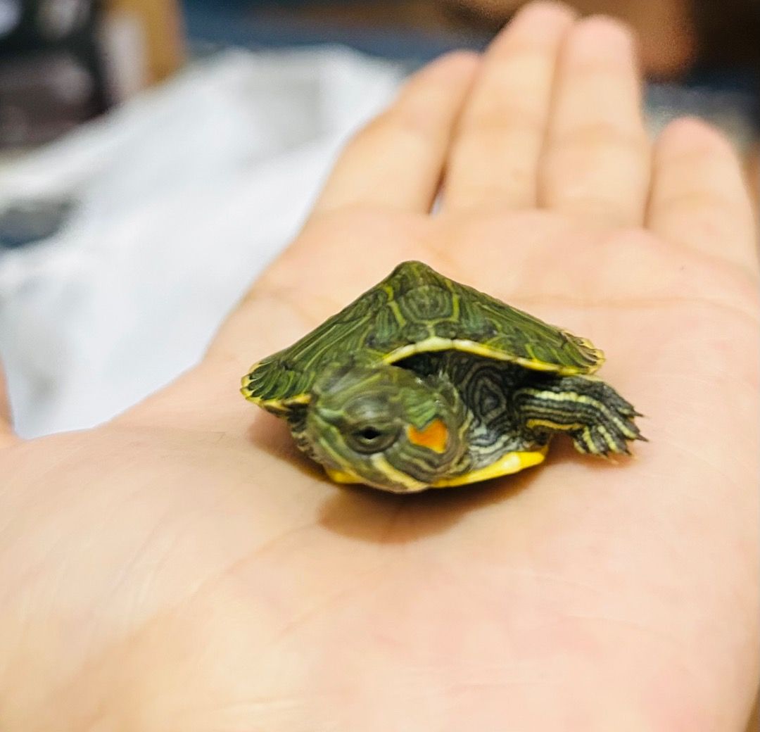 Baby Red-Eared Slider Turtle, Toys & Collectibles, Figurines & Models ...