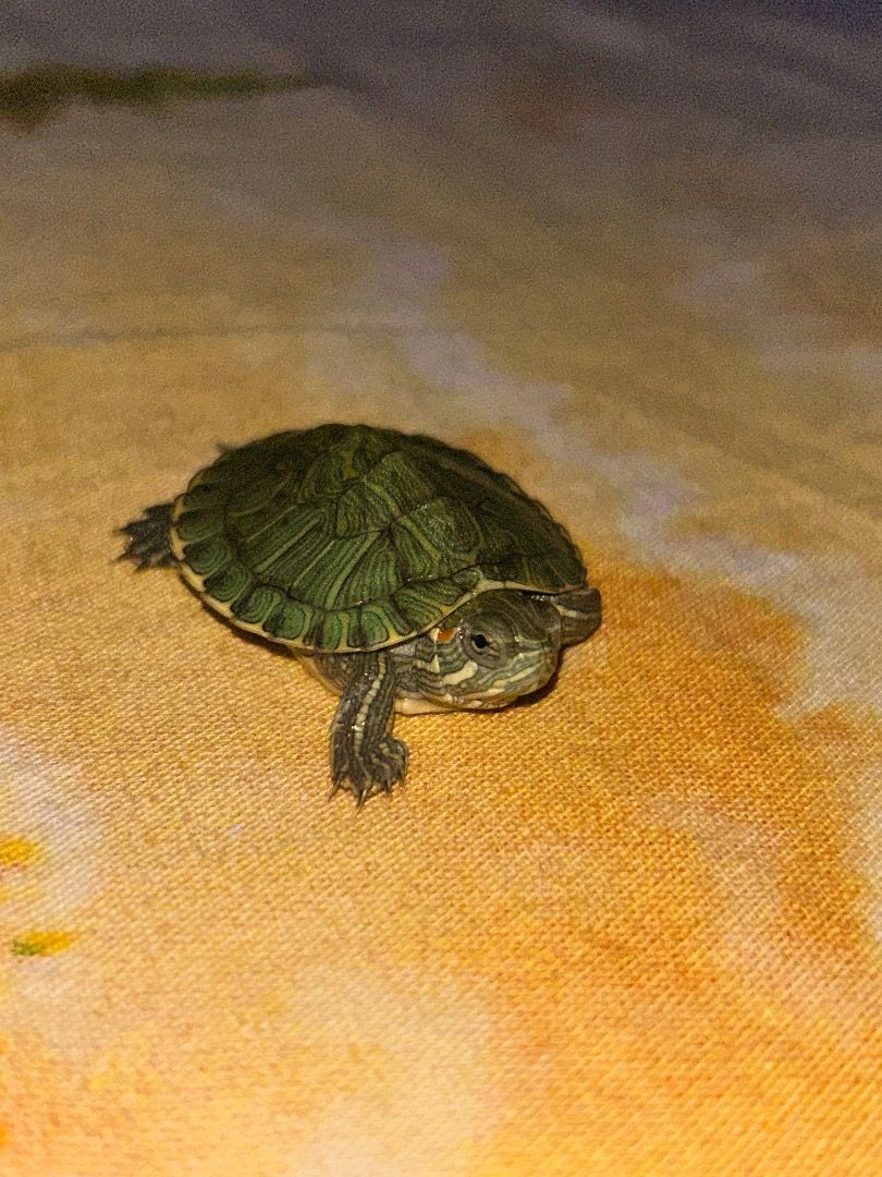 Baby Red-Eared Slider Turtle, Toys & Collectibles, Figurines & Models ...