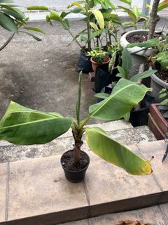 Banana plant - little baby, Furniture & Home Living, Gardening, Plants ...