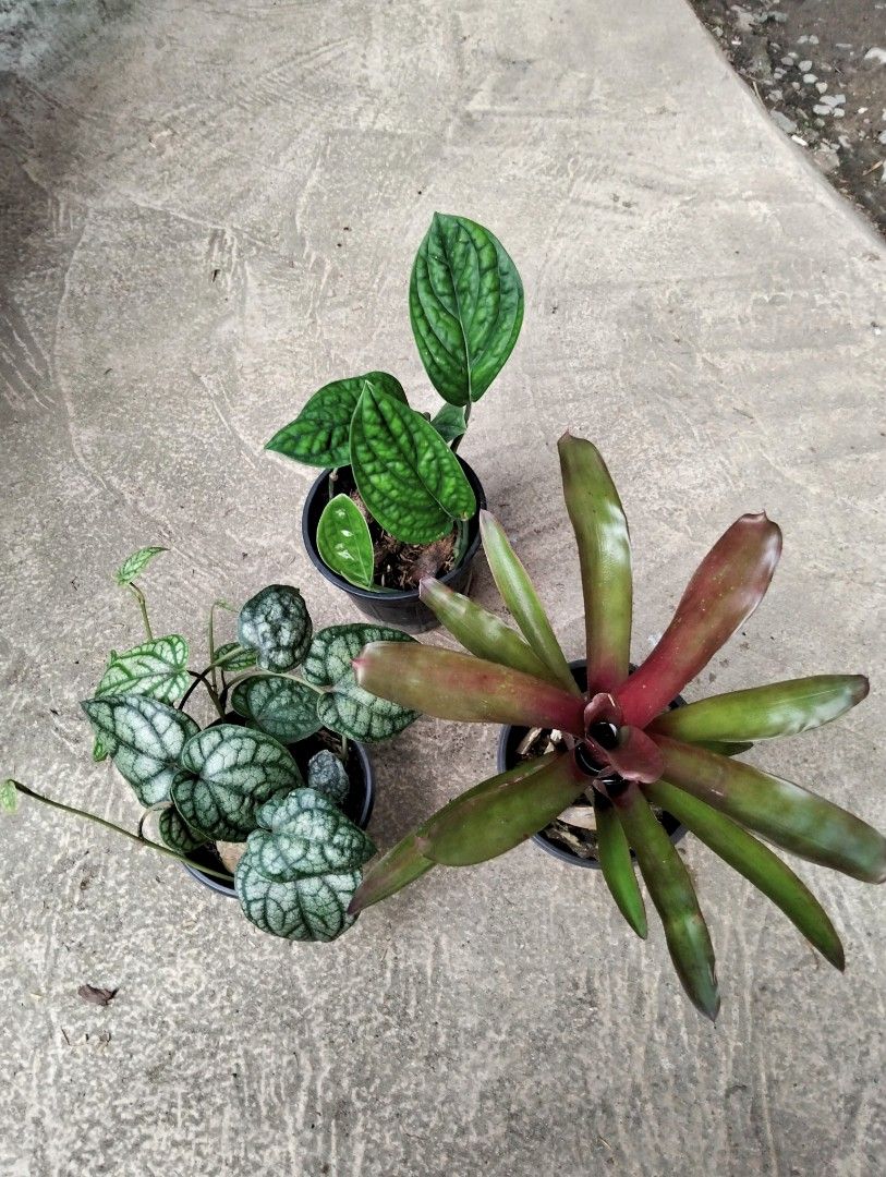 Bundle: Piper Sylvaticum, Monstera Peru, Bromeliads Red (Category: Plants & Seeds) located in Cagayan de Oro. Submitted by rochellejandcgarden06684 (Listing ID 1470085200, Image 3). Description: SALE ❗ Bundle ✅350 Piper Sylvaticum, Monstera Peru, Bromeliads Red Locally grown, own propagation. Location: Canitoan CDO City Pick up, Maxim, J&T Express.