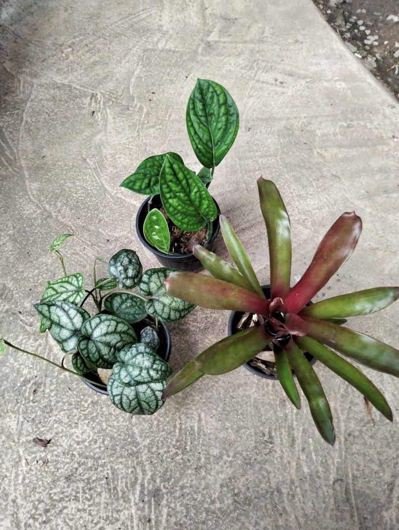 Bundle: Piper Sylvaticum, Monstera Peru, Bromeliads Red (Category: Plants & Seeds) located in Cagayan de Oro. Submitted by rochellejandcgarden06684 (Listing ID 1470085200, Image 1). Description: SALE ❗ Bundle ✅350 Piper Sylvaticum, Monstera Peru, Bromeliads Red Locally grown, own propagation. Location: Canitoan CDO City Pick up, Maxim, J&T Express.