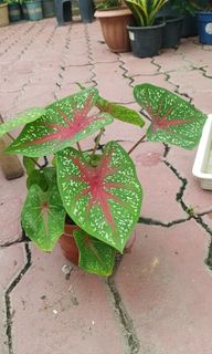 (Category: ) located in . Submitted by plantsetc (Listing ID 1469981015, Image 1). Description: .