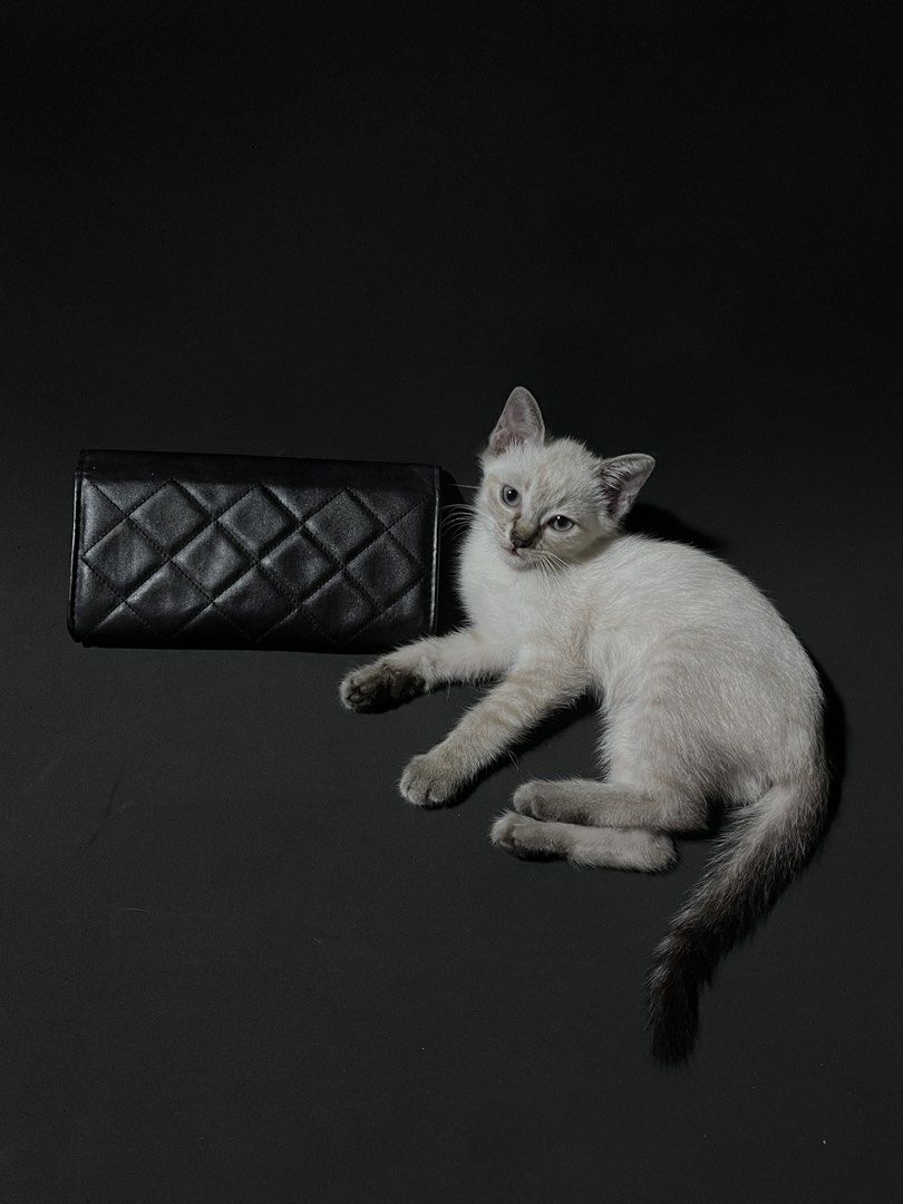 CHANEL Black Quilted Leather Wallet with Embossed Logo (Category: Wallets & Card holders) located in Andop. Submitted by outclickz_00 (Listing ID 1470119208, Image 3). Description: - Brand: CHANEL - Material: Smooth black leather with clean edges - Design: Quilted diamond pattern on the back and embossed CHANEL lettering on the front flap - Closure: Secure flap closure opening to a spacious interior - Note: Cat shown in photos is cute, but defini