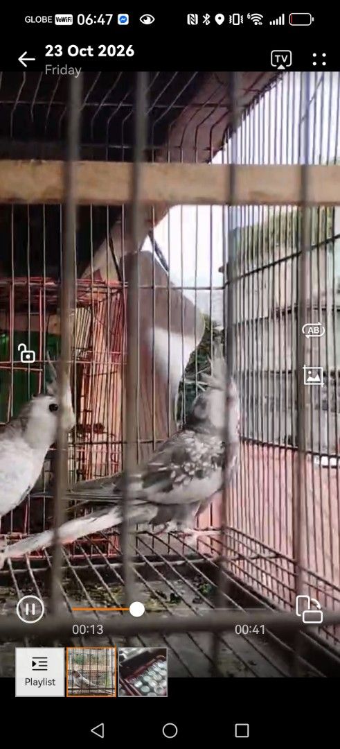 Cockatiel Cock Male (Category: Figurines & Statues) located in Pasig City. Submitted by lleonillo2 (Listing ID 1469954465, Image 1). Description: - 1 active Male cockatiel with healthy grey and white feathers and distinctive crests - Pick-up or meetup options available around the Metro - Message us for inquiries and quick transactions!.