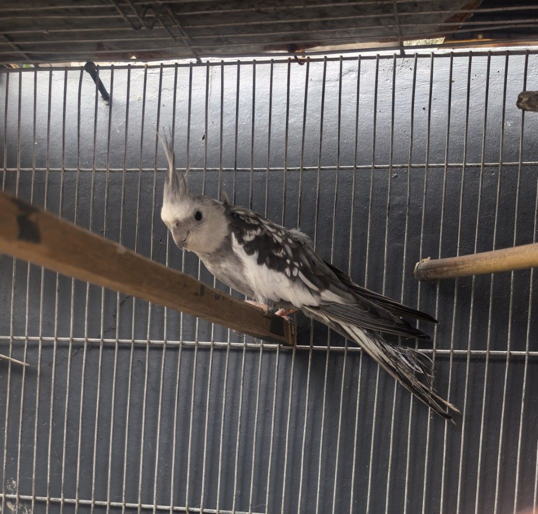 Cockatiel Cock Male (Category: Figurines & Statues) located in Pasig City. Submitted by lleonillo2 (Listing ID 1469954465, Image 2). Description: - 1 active Male cockatiel with healthy grey and white feathers and distinctive crests - Pick-up or meetup options available around the Metro - Message us for inquiries and quick transactions!.