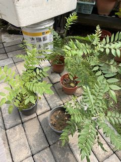 Curry Leave Plant (GOOD) 2 for $10, Furniture & Home Living, Gardening ...