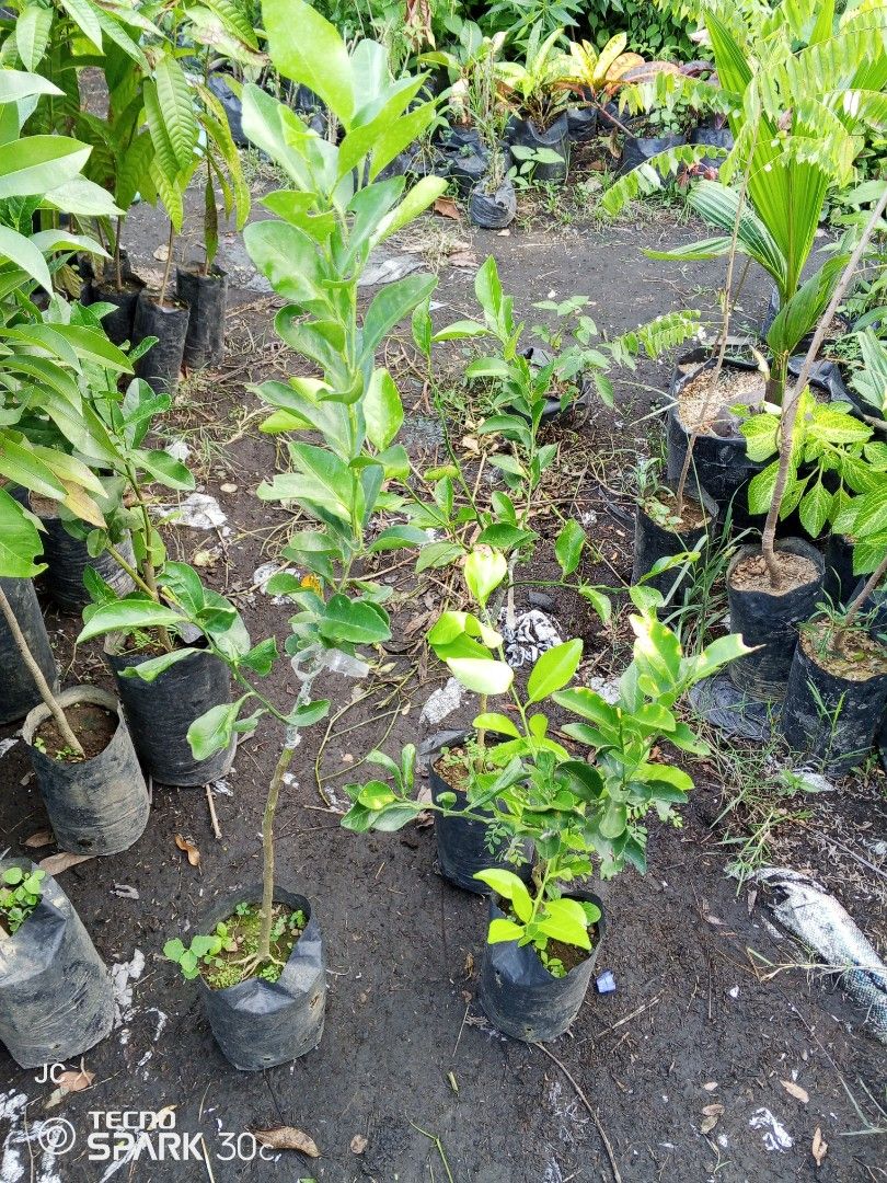grafted kiat-kiat and orange plant (Category: Plants & Seeds) located in Manila. Submitted by delossanto74421 (Listing ID 1470071897, Image 1). Description: - Healthy young lime plants from a fresh nursery batch - Vibrant green leaves with strong, sturdy stems - Planted in black polybags, ready for immediate replanting - Perfect for your home garden or larger pots - Selling a few saplings together.