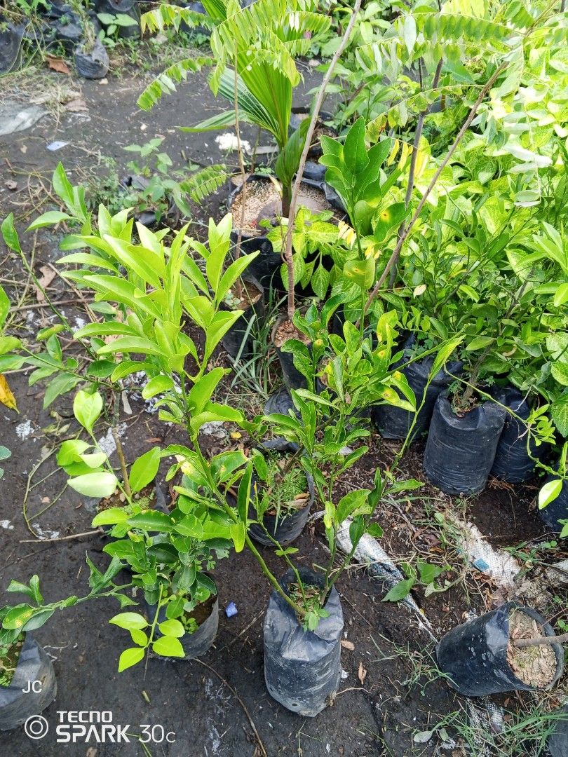 grafted kiat-kiat and orange plant (Category: Plants & Seeds) located in Manila. Submitted by delossanto74421 (Listing ID 1470071897, Image 3). Description: - Healthy young lime plants from a fresh nursery batch - Vibrant green leaves with strong, sturdy stems - Planted in black polybags, ready for immediate replanting - Perfect for your home garden or larger pots - Selling a few saplings together.
