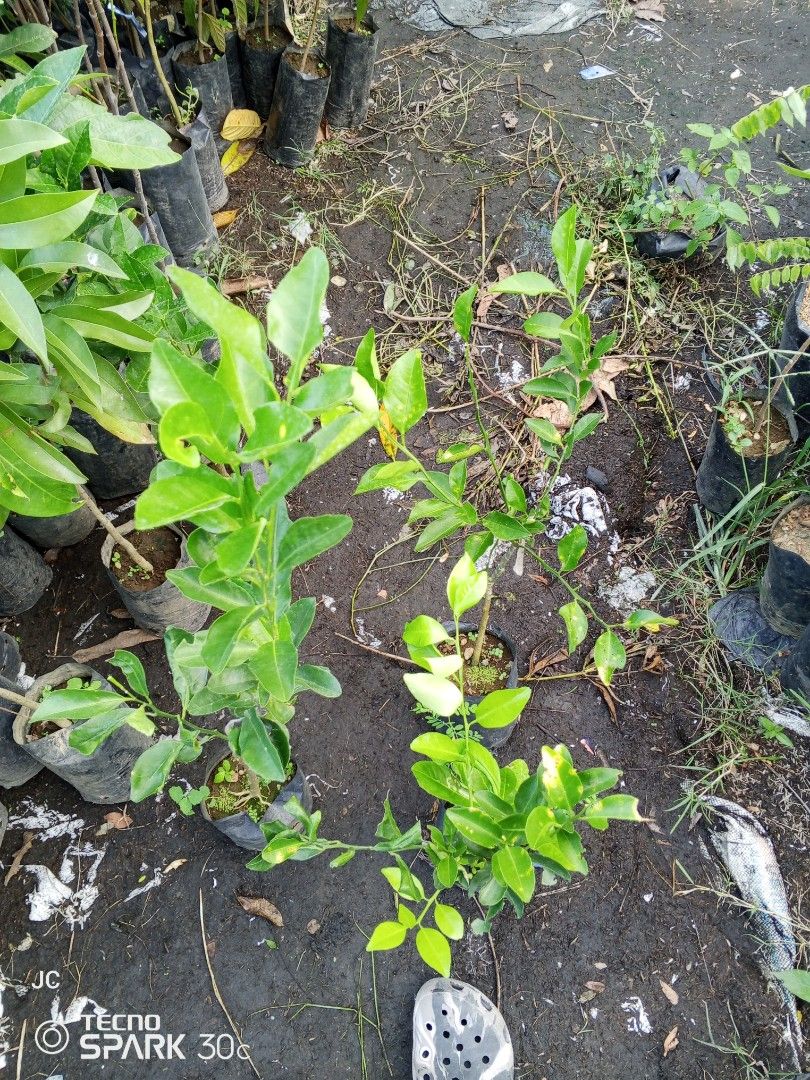 grafted kiat-kiat and orange plant (Category: Plants & Seeds) located in Manila. Submitted by delossanto74421 (Listing ID 1470071897, Image 2). Description: - Healthy young lime plants from a fresh nursery batch - Vibrant green leaves with strong, sturdy stems - Planted in black polybags, ready for immediate replanting - Perfect for your home garden or larger pots - Selling a few saplings together.
