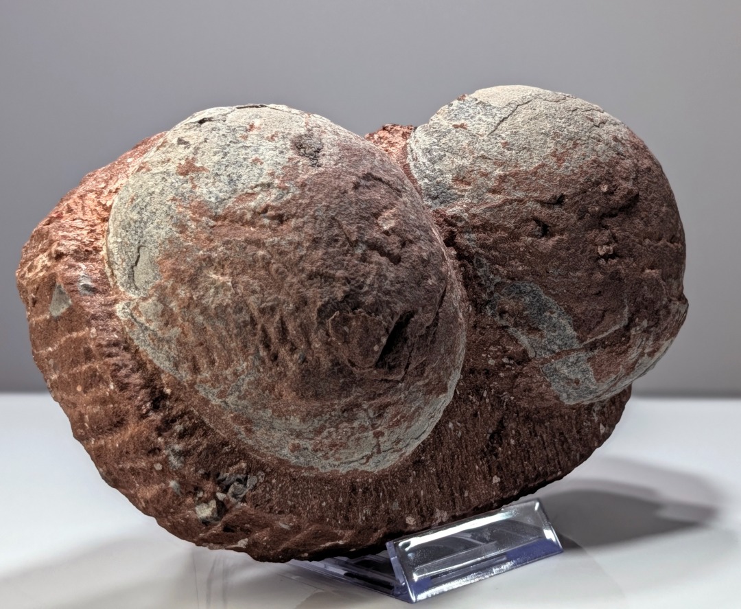 Hadrosaur fossil dinosaur double egg real with matrix, Toys ...