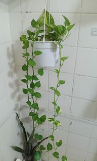 (Category: ) located in . Submitted by plantsetc (Listing ID 1469982103, Image 1). Description: .