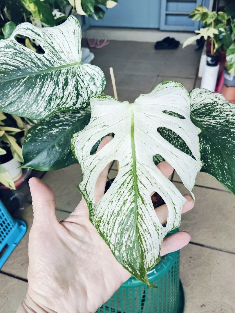 Monstera Devil Monster (Category: Plants & Seeds) located in Kuala Lumpur. Submitted by lynn270359929 (Listing ID 1470004440, Image 2). Description: Self pick up or lalamove only at Cheras Damai Impian KL by appointment.