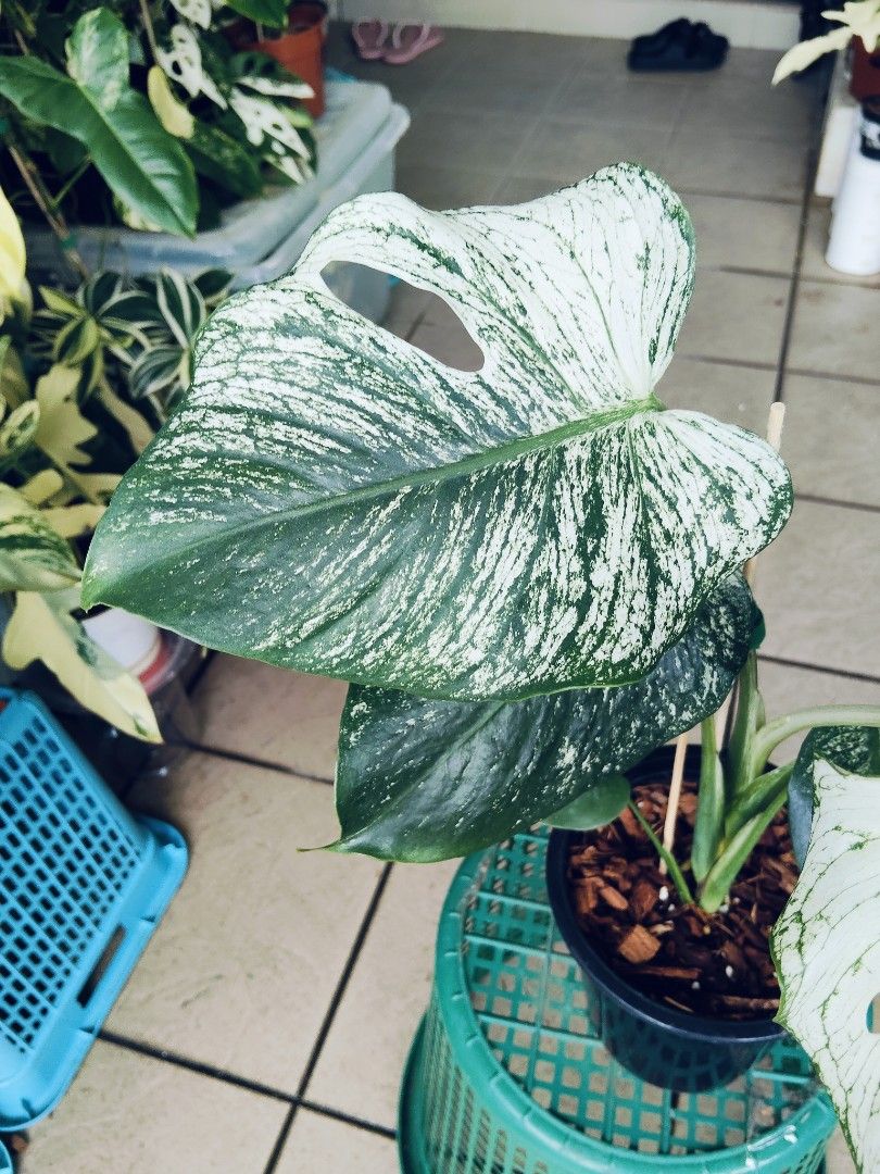 Monstera Devil Monster (Category: Plants & Seeds) located in Kuala Lumpur. Submitted by lynn270359929 (Listing ID 1470004440, Image 3). Description: Self pick up or lalamove only at Cheras Damai Impian KL by appointment.