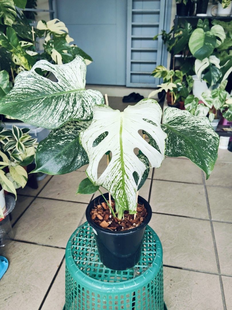 Monstera Devil Monster (Category: Plants & Seeds) located in Kuala Lumpur. Submitted by lynn270359929 (Listing ID 1470004440, Image 1). Description: Self pick up or lalamove only at Cheras Damai Impian KL by appointment.
