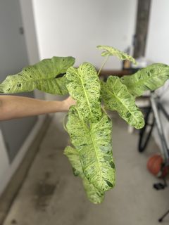 (Category: ) located in . Submitted by plants.r.us (Listing ID 1469989595, Image 1). Description: .
